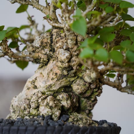 ［07］一級品 小葉イボオオハマボウ Hibiscus Tiliaceus × 沖誠 作「 Bark / shallow 」4号鉢