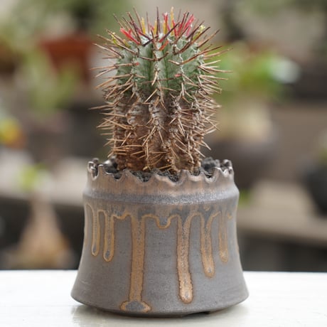 ユーフォルビア ホリダ 木質化 ×  根本峻吾 作  S.N POT type.cylinder 「黒焔」3号 植木鉢 ［No.09］