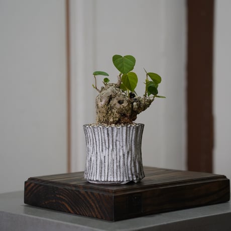 CATEGORY 根本峻吾【 S.N.Pot 】植木鉢作品 笠間焼 | 陶賊 -TOUZOKU