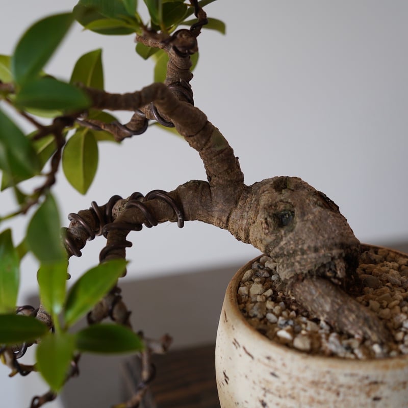 05］懸崖ガジュマル Ficus microcarpa × mano. 3号鉢 やちむん