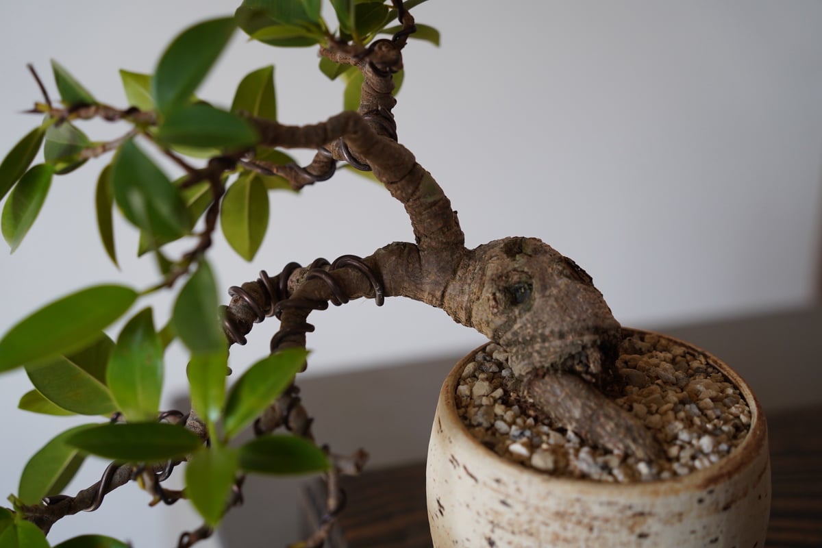 ガジュマル盆栽 沖縄産 我樹丸 半懸崖 ガジュマル盆栽 沖縄産 我樹丸