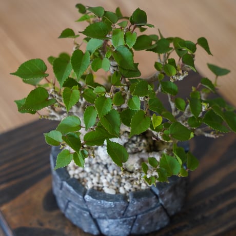 ［06］一級品 小葉イボオオハマボウ Hibiscus Tiliaceus × 沖誠 作「 Rivet / shallow 」3号鉢