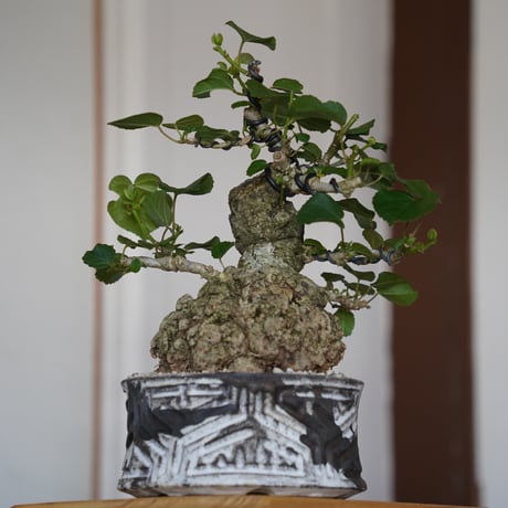 ［27］丸株 オオハマボウ Hibiscus Tiliaceus ×  根本峻吾「 鐡 - 堕天 - 」5号鉢 笠間焼