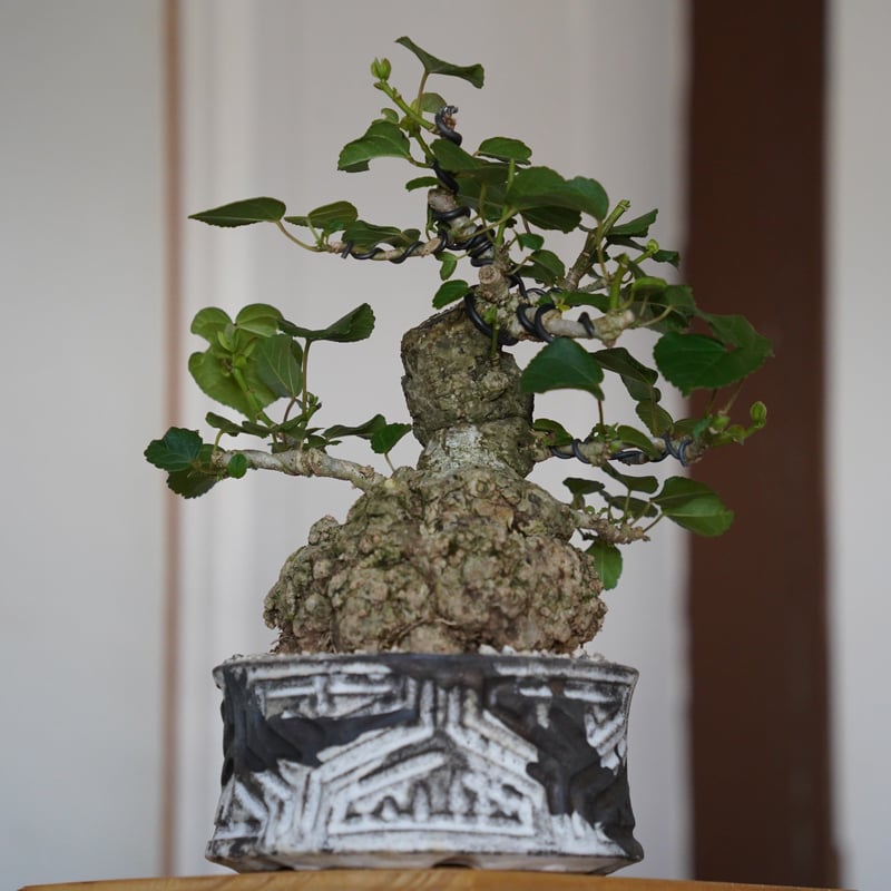 27］丸株 オオハマボウ Hibiscus Tiliaceus × 根本峻吾「 鐡 - 堕