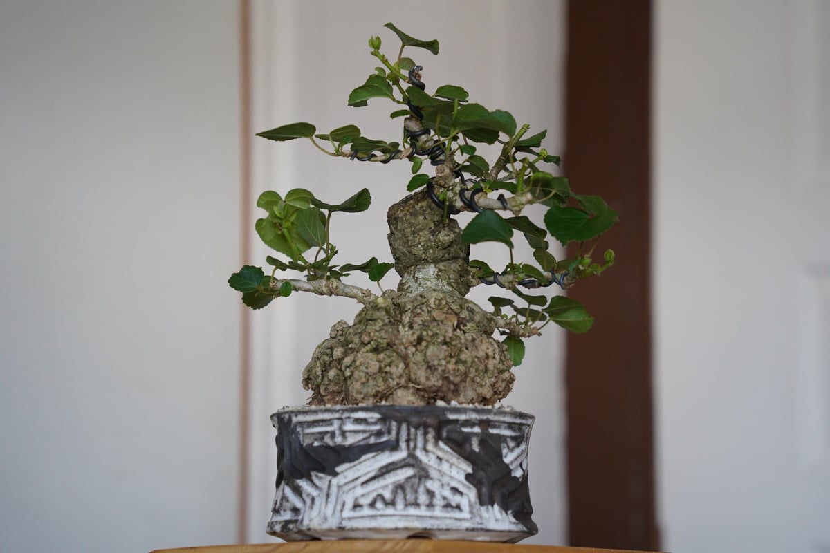 塊根植物　オオハマボウ　太株 27］丸株 オオハマボウ Hibiscus Tiliaceus × 根本峻吾「 鐡 - 堕