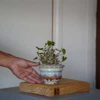 ［28］オオハマボウ Hibiscus Tiliaceus ×  磯部祐介「 円彩 」3.5号鉢 笠間焼