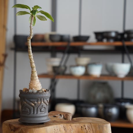 パキポディウム ウィンゾリー × 根本峻吾 作 S.N POT type.slim「 鐡 - kurogane - 」3号 植木鉢 ［No.44］