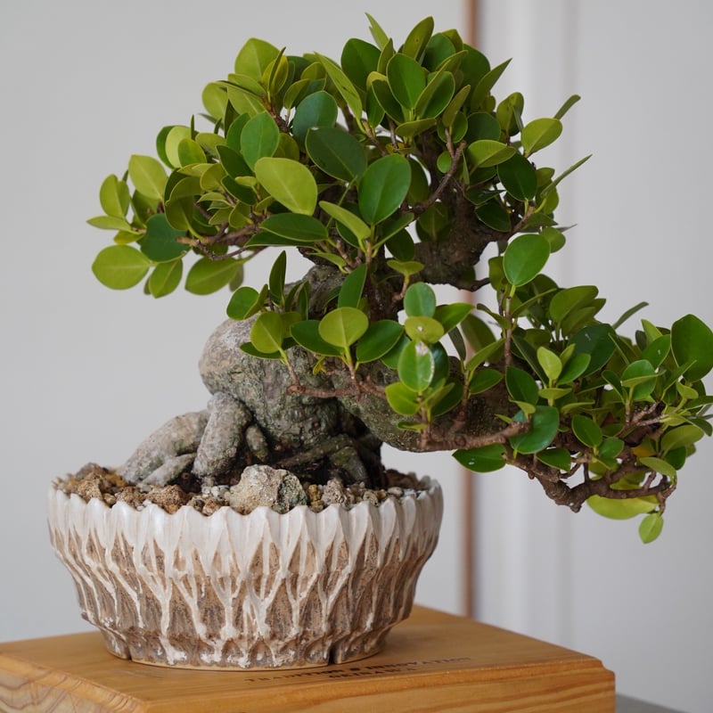 07］懸崖ガジュマル Ficus microcarpa × 中野明彦 作 「KIRIKO」6