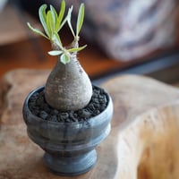 コピアポア ブリトゲシー 舞竜丸 × 小野瀬一 作 3.5号 長鉢［No.02