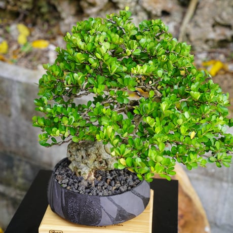 ［02］駝鳥 ハリツルマサキ Gymnosporia diversifolia ×  穂高隆児「 暁 - AKATSUKI - 」7号鉢