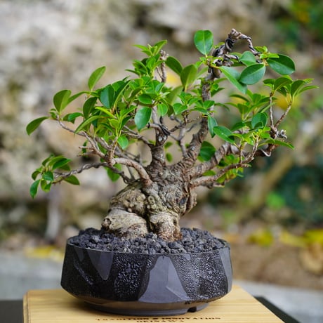 ［04］微イボ ガジュマル Ficus microcarpa × 穂高隆児「 暁 - AKATSUKI - 」5号鉢