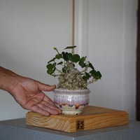 ［35］イボオオハマボウ Hibiscus Tiliaceus ×  磯部祐介「 円彩 」3.5号鉢 笠間焼