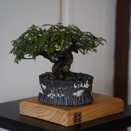 ［02］ 磯山椒 × 根本峻吾 S.N POT type.low 「爪牙 -堕天-」5.5号鉢
