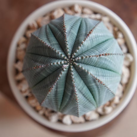 ユーフォルビア オベサ 美形 φ8cm〈メス〉 × 與那嶺大輔 作「琉球飛び鉋 白」3号 植木鉢 ［No.39］