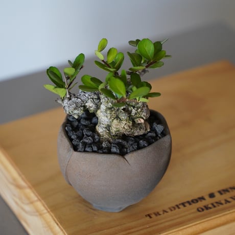 ［34］ハリツルマサキ Gymnosporia diversifolia × 木村直人「輪花 - rinka- 」2号鉢 笠間焼