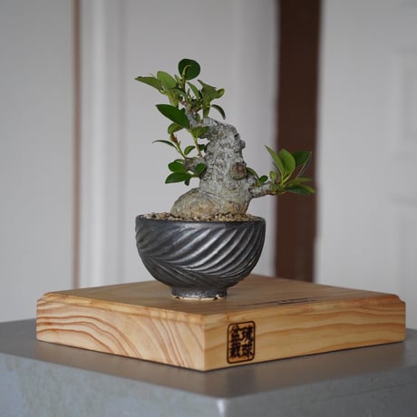 CATEGORY ガジュマル | 陶賊 -TOUZOKU- bonsai & pottery CATEGORY ガジュマル | 陶賊 -TOUZOKU- bonsai & pottery