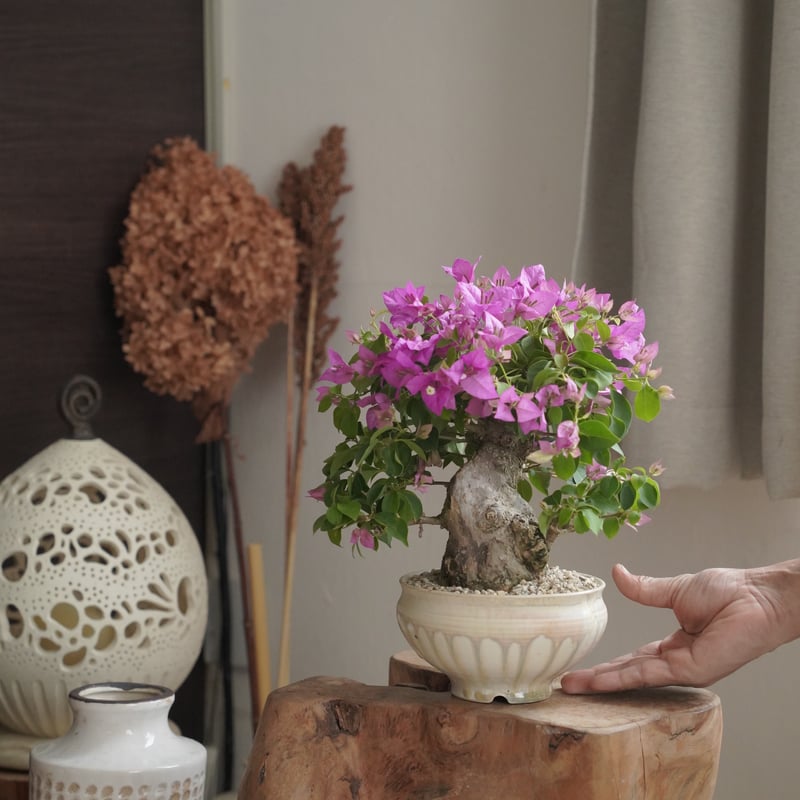 太幹ブーゲンビリア・ピンク × 杉山悠 5号鉢 | 陶賊 -TOUZOKU- bonsai