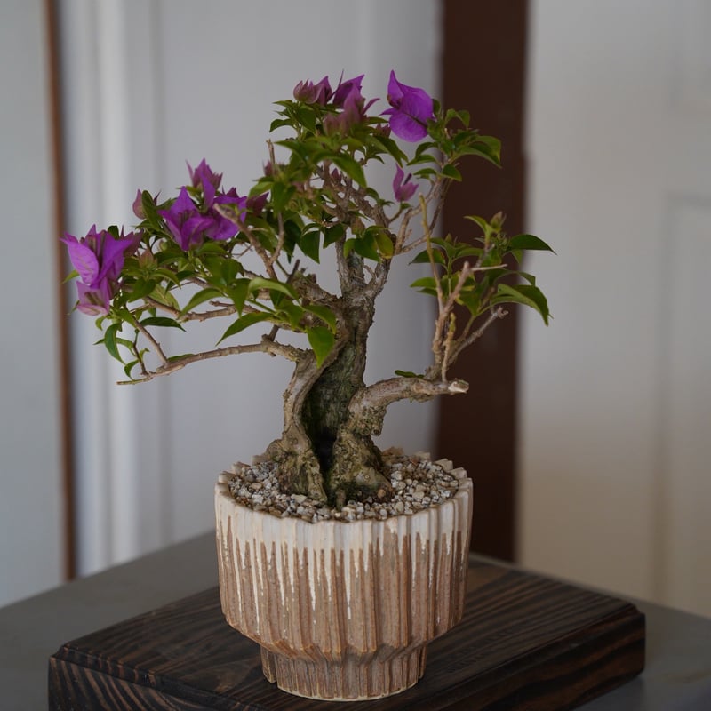 08］ブーゲンビリア パープル Bougainvillea × 中野明彦「 KIRIKO 」