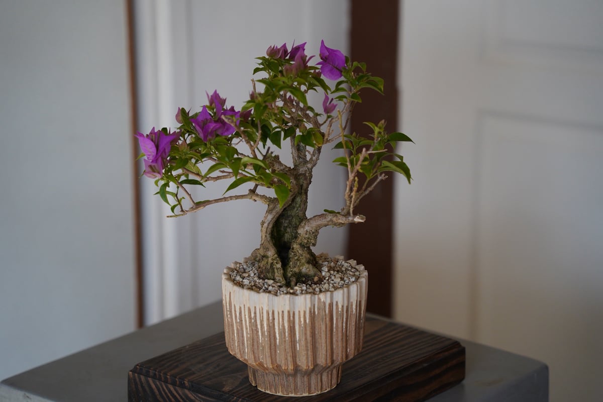 08］ブーゲンビリア パープル Bougainvillea × 中野明彦「 KIRIKO 」