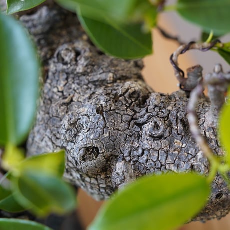 ［77］古代樹 ガジュマル Ficus microcarpa × 磯部祐介 「 瓦 」7号鉢 笠間焼