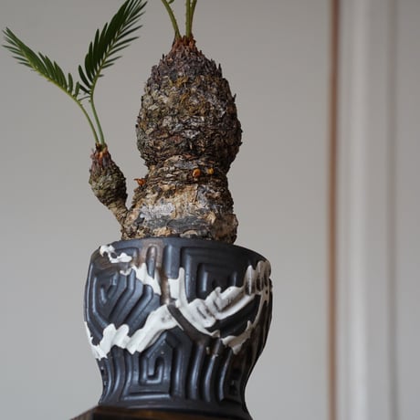 ［61］姫ソテツ Cycas revoluta × 根本峻吾 S.N POT type.round「鐡 - 堕天黒 - 」4号鉢 笠間焼