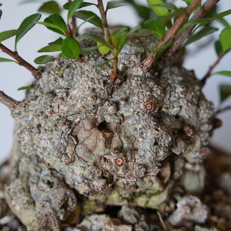 25］ハリツルマサキ Gymnosporia diversifolia × mano 4号鉢