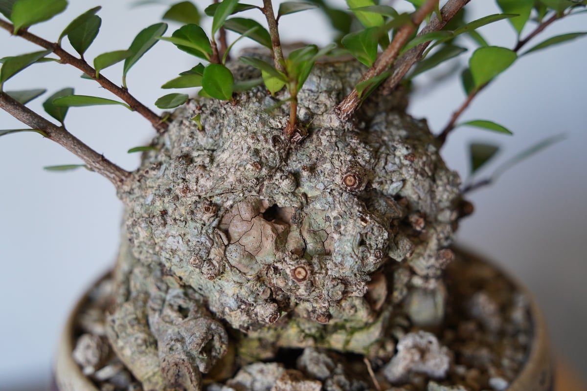 25］ハリツルマサキ Gymnosporia diversifolia × mano 4号鉢