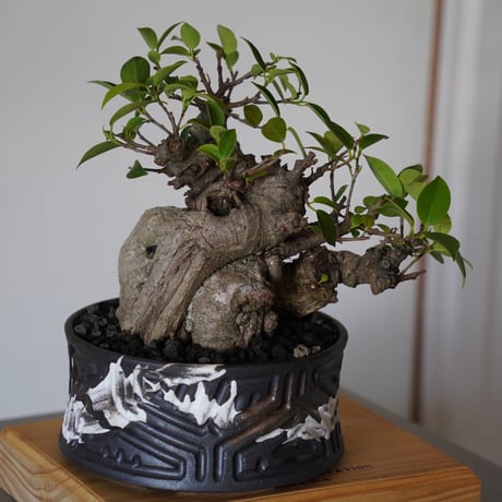 ［29］やかん イボガジュマル Ficus microcarpa × 根本峻吾 S.N POT type.low「 鐡 - 堕天 - 」6号鉢 笠間焼