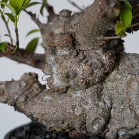 ［29］やかん イボガジュマル Ficus microcarpa × 根本峻吾 S.N POT type.low「 鐡 - 堕天 - 」6号鉢 笠間焼