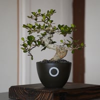 ［66］蛇幹 ハリツルマサキ Gymnosporia diversifolia × QUTOTEN. 「円 - MADOKA -」S鉢