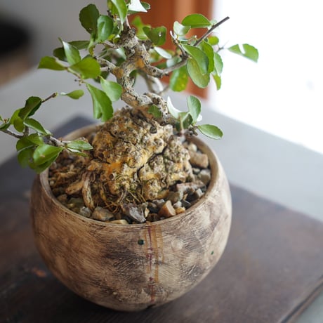 ［14］ハリツルマサキ Gymnosporia diversifolia × 沼野秀章 作 「刻ム音」3.5号鉢