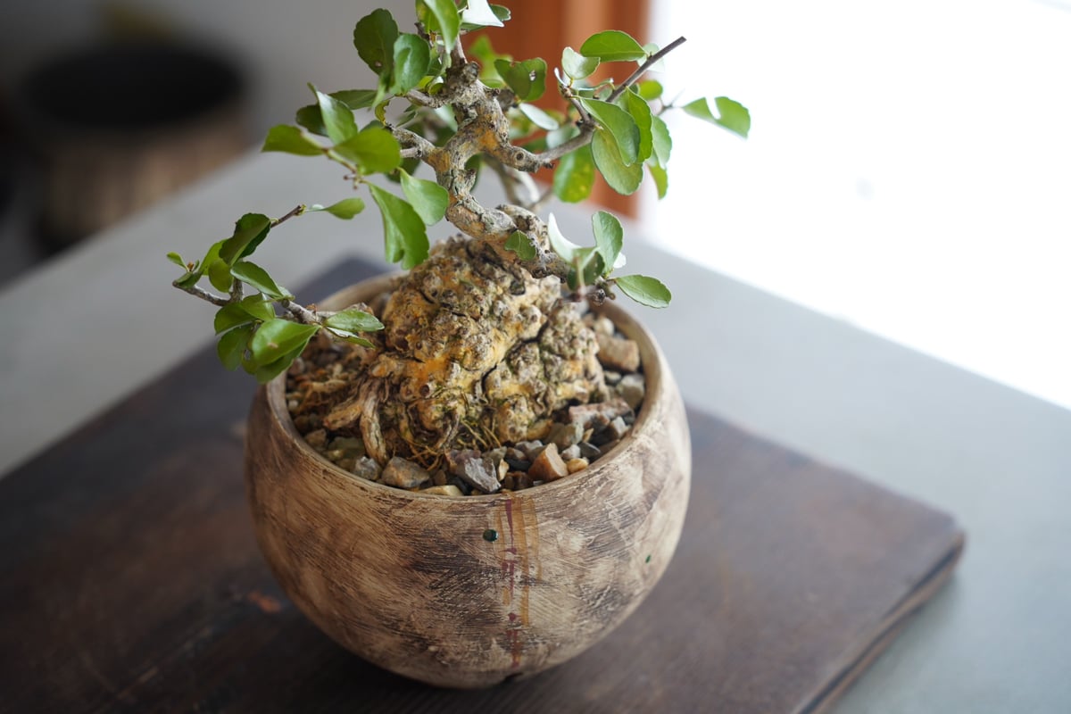 ハリツルマサキ(伊良部マッコウ)x2 ハリツルマサキ(伊良部マッコウ)x2