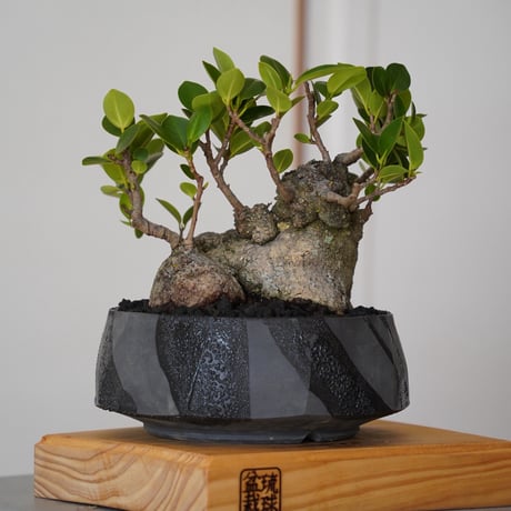 ［08］低重心ガジュマル Ficus microcarpa × 穂高隆児 「 暁 」6号鉢 笠間焼