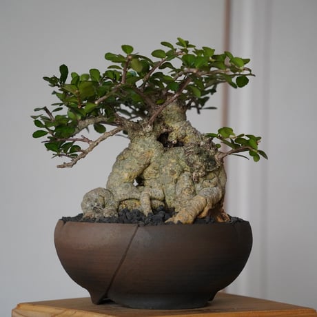 ［05］ハリツルマサキ Gymnosporia diversifolia × 木村直人 作 「輪花」6.5号鉢