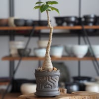 パキポディウム ウィンゾリー × 根本峻吾 作 S.N POT type.slim「 鐡 - kurogane - 」3号 植木鉢 ［No.44］