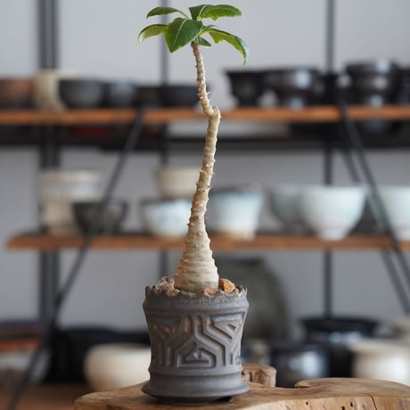 blue ページ　パキポディウム2点 CATEGORY 珍奇植物 - bizarre plants - | 陶賊 -TOUZOKU-