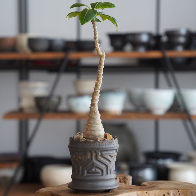 グラキリス現地球根本峻吾鉢付き