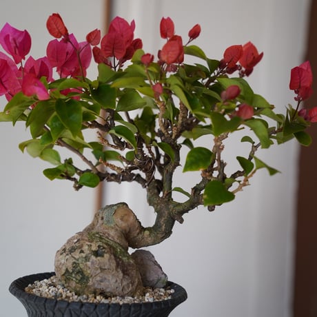 ［09］ブーゲンビリア レッド Bougainvillea × 沖誠「 Bark / upper spread 」4号鉢 笠間焼