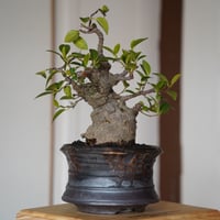 ［20］ガジュマル 小葉 ドワーフ Ficus microcarpa × 磯部祐介 作 「 瓦 - kawara - 」5号鉢