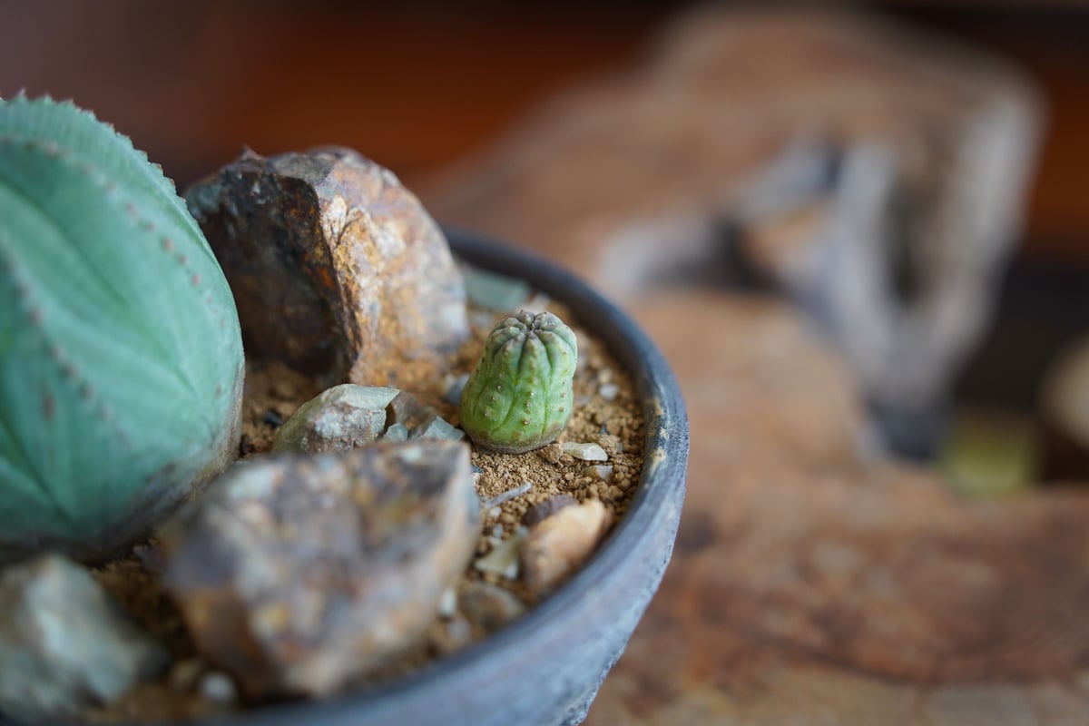 入手困難】Habitat Creation and Repair 植物学 入手困難】Habitat