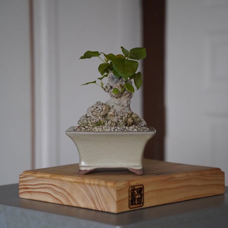 CATEGORY オオハマボウ(ユウナ) | 陶賊 -TOUZOKU- bonsai & po CATEGORY オオハマボウ(ユウナ) | 陶賊 -TOUZOKU- bonsai & po