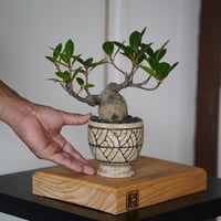 ［09］イモガジュマル Ficus microcarpa × mano. 3号鉢 やちむん