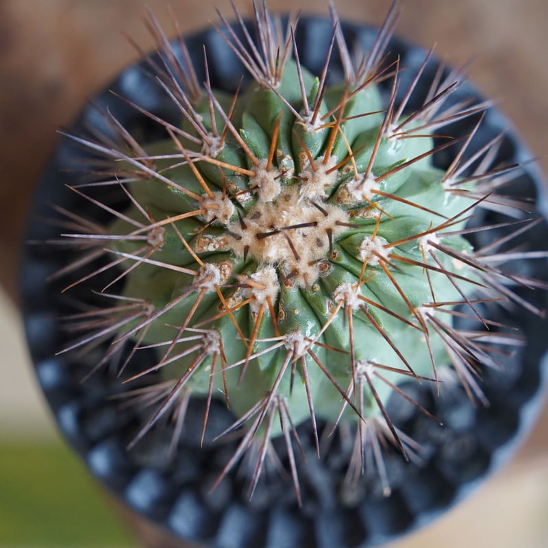 現地球 大株コピアポア ギガンティア Copiapoa 鉢ごと発送 現地球 大株コピアポア ギガンティア Copiapoa 鉢ごと発送