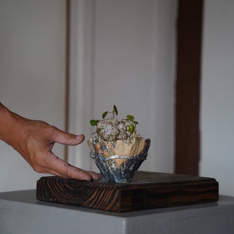 オオハマボウ | STORES