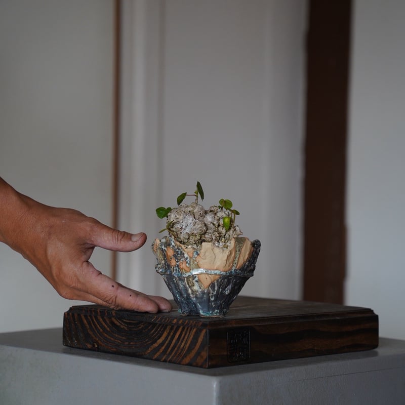 11］ミニイボオオハマボウ Hibiscus Tiliaceus × 森田昌求 作「 TSU