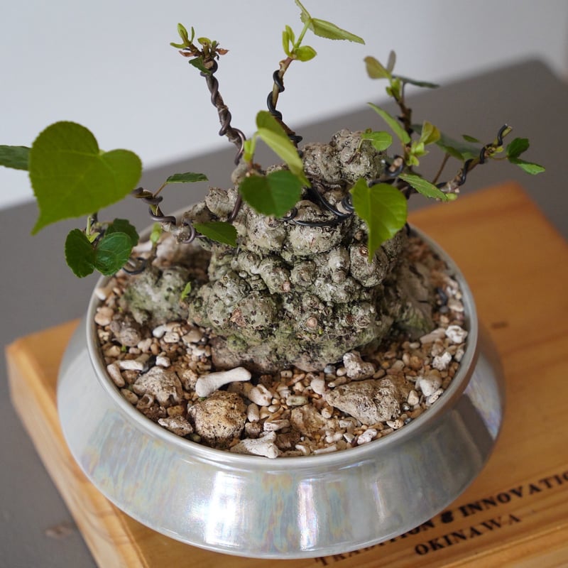 05］イボオオハマボウ Hibiscus Tiliaceus × 坂本新 作「 LUSTER