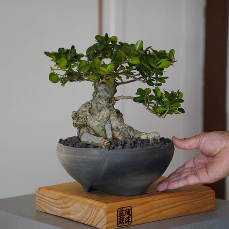 CATEGORY ハリツルマサキ(マッコウ) | 陶賊 -TOUZOKU- bonsai &