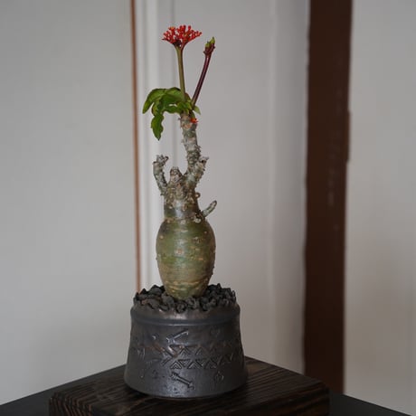 厳選サンゴアブラギリ［ヤトロファ ポタグリカ］× 根本峻吾 S.N POT type.cyilinder 「刻印」4号鉢