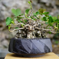 ［03］拳骨 オオハマボウ Hibiscus Tiliaceus ×  穂高隆児「 暁 - AKATSUKI - 」6号鉢