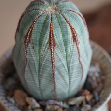 ユーフォルビア オベサ 木質化 φ7.5cm〈メス〉 × 杉山悠 作 4号 植木鉢 ［No.36］